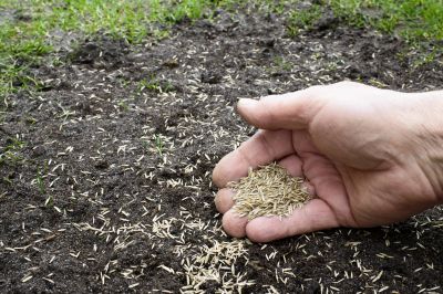 Bermuda Grass Seeding in Honolulu, HI