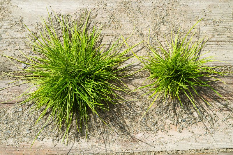 Crabgrass Prevention in Honolulu, HI