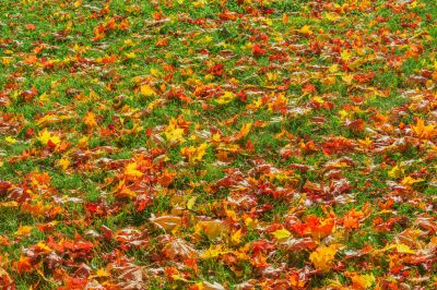 Fall Lawn Preparation