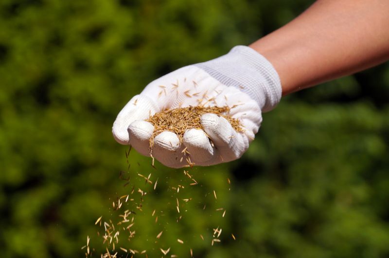 Grass Seed Installation in Honolulu, HI