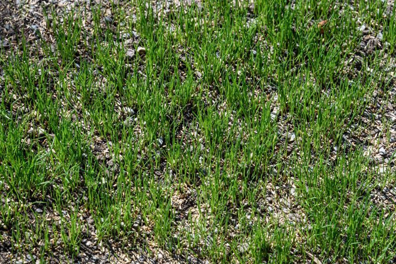 Grass Seed Installation in Ventura County, CA