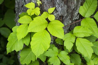 Poison Ivy Removal in Newark, DE