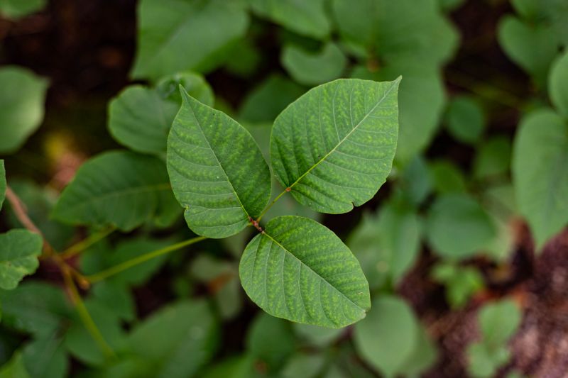 Poison Oak Removal in Philadelphia, PA