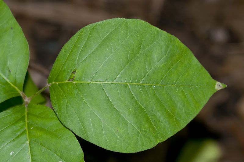 Poison Oak Removal in Bucks County, PA