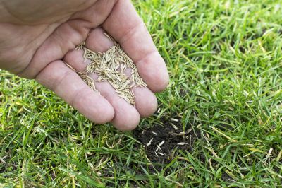 Reseeding Service in Ventura County, CA