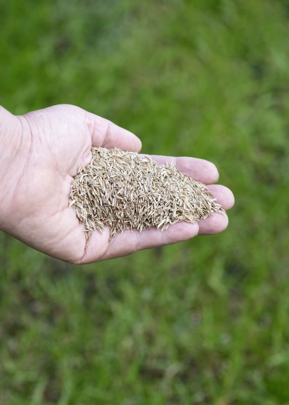 Spring Grass Seeding in Honolulu, HI