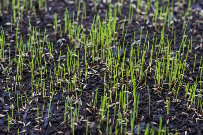 Spring Lawn Overseeding in Honolulu, HI